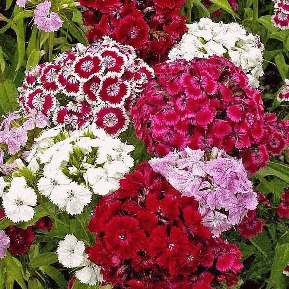 Sweet William (Dianthus barbatus)